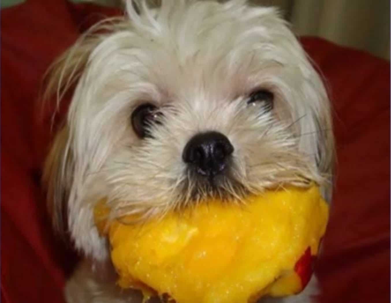 There are certain side effects and risks of dogs eating too much mango.
