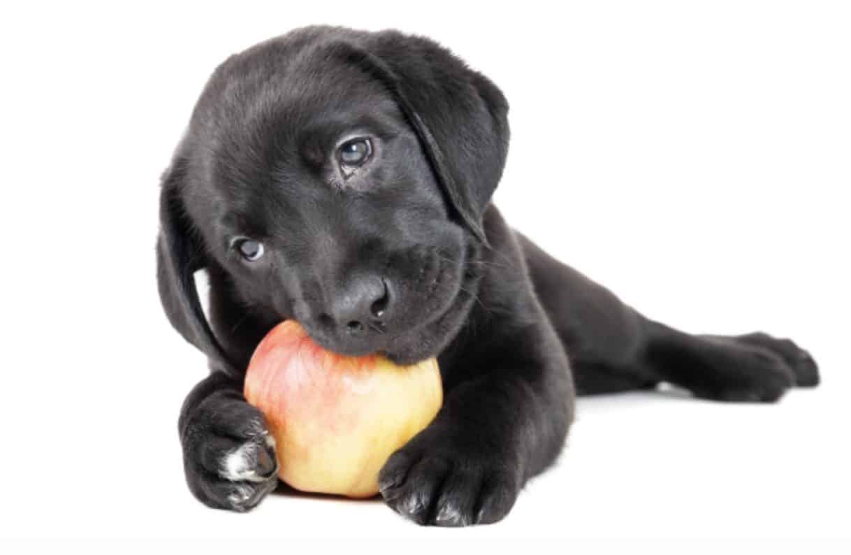Can dogs eat apples? Yes, dogs can eat apples in moderation!