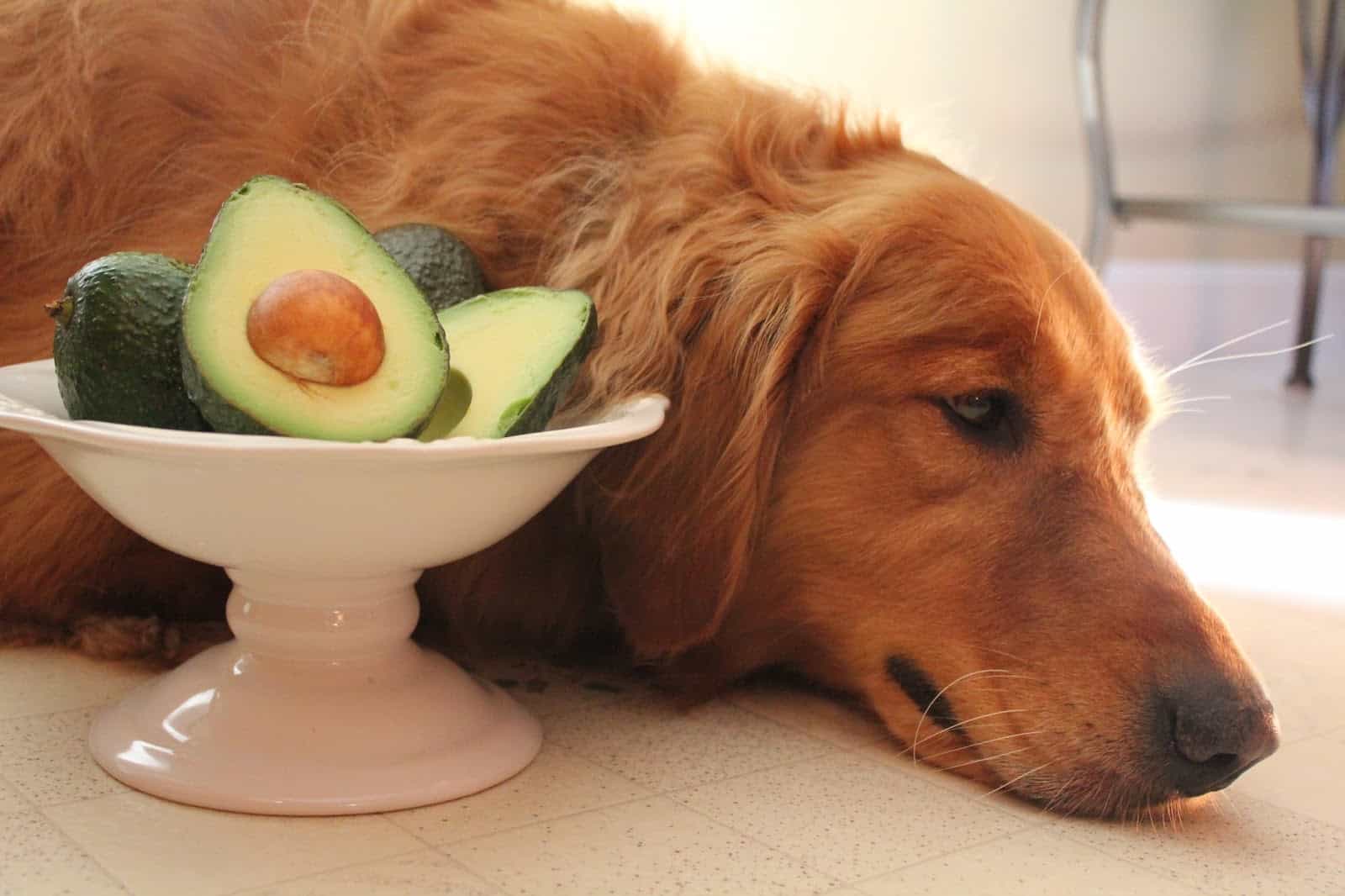 Can dogs safely eat avocados? Yes, but only in moderation.