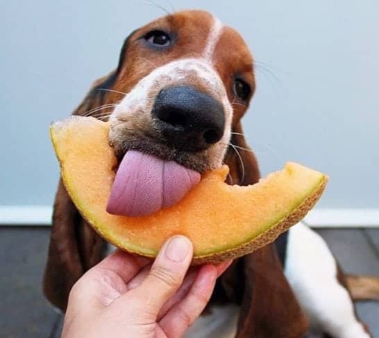 Your dog can eat cantaloupes and enjoy all the health benefits that come with it.