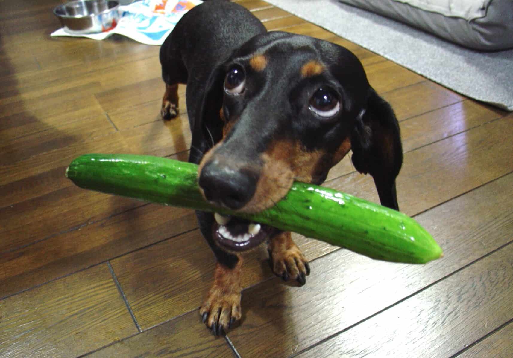 Can dogs really eat cucumbers? In fact, cucumbers are quite healthy for dogs.