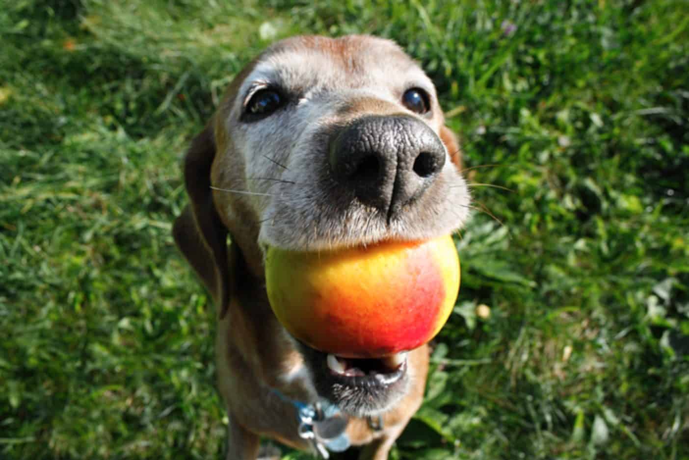 Can dogs eat mango? In moderation, mangoes can safely be eaten by dogs.