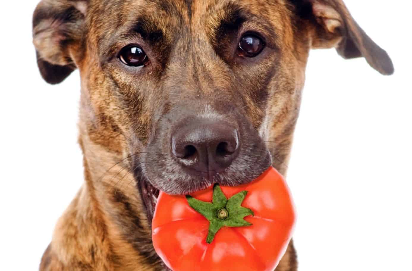 Can dogs eat tomatoes? Dogs can safely eat tomatoes when given in moderation.