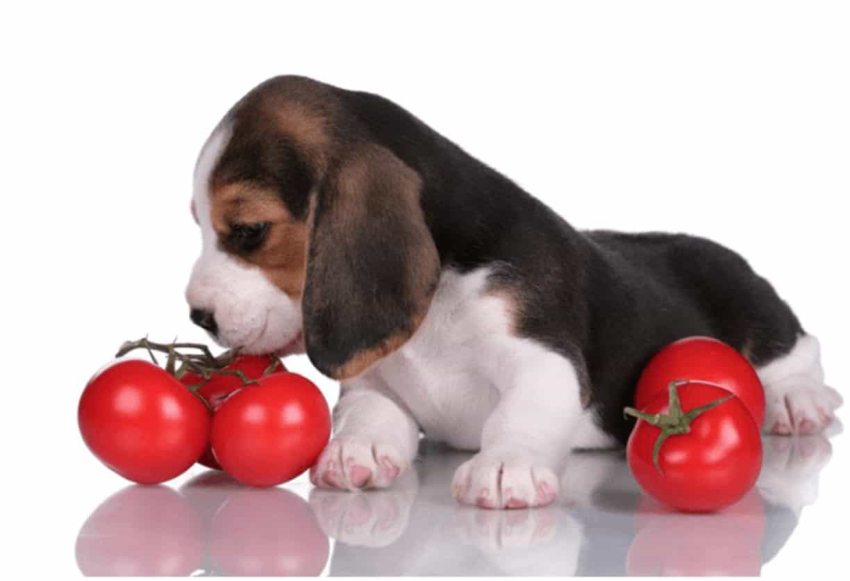 Can puppies eat tomatoes? Although they can safely eat tomato, it is not recommended.