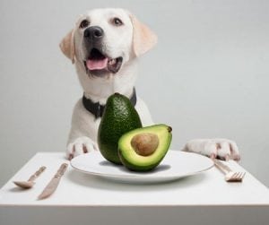 A dog patiently waiting to snack on some delicious avocado.