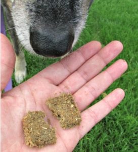A dog observes and smells the liver cantaloupe treat before eating it.