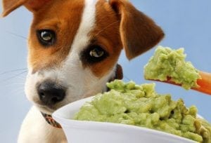 A dog eating guacamole made out of avocados.