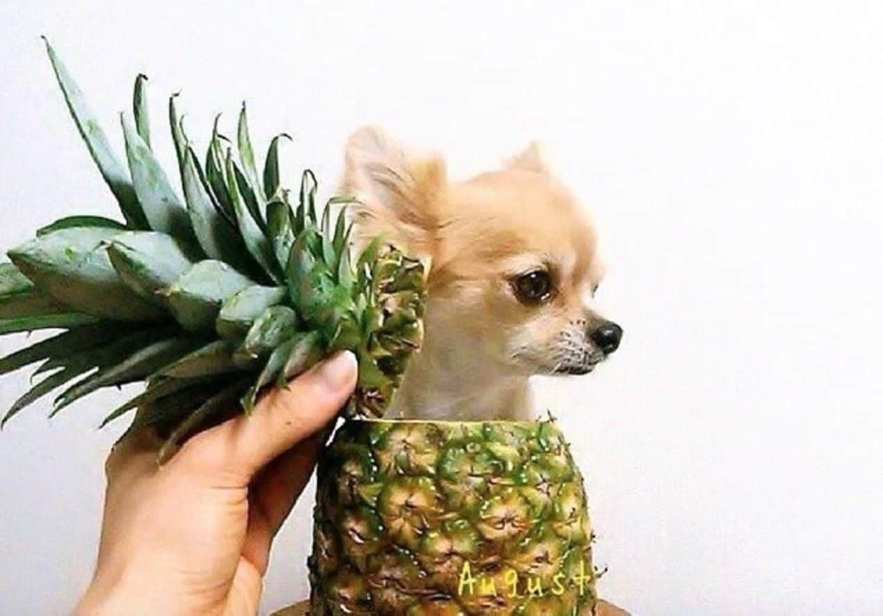 Can dogs eat pineapple? Yes, but only in moderation.