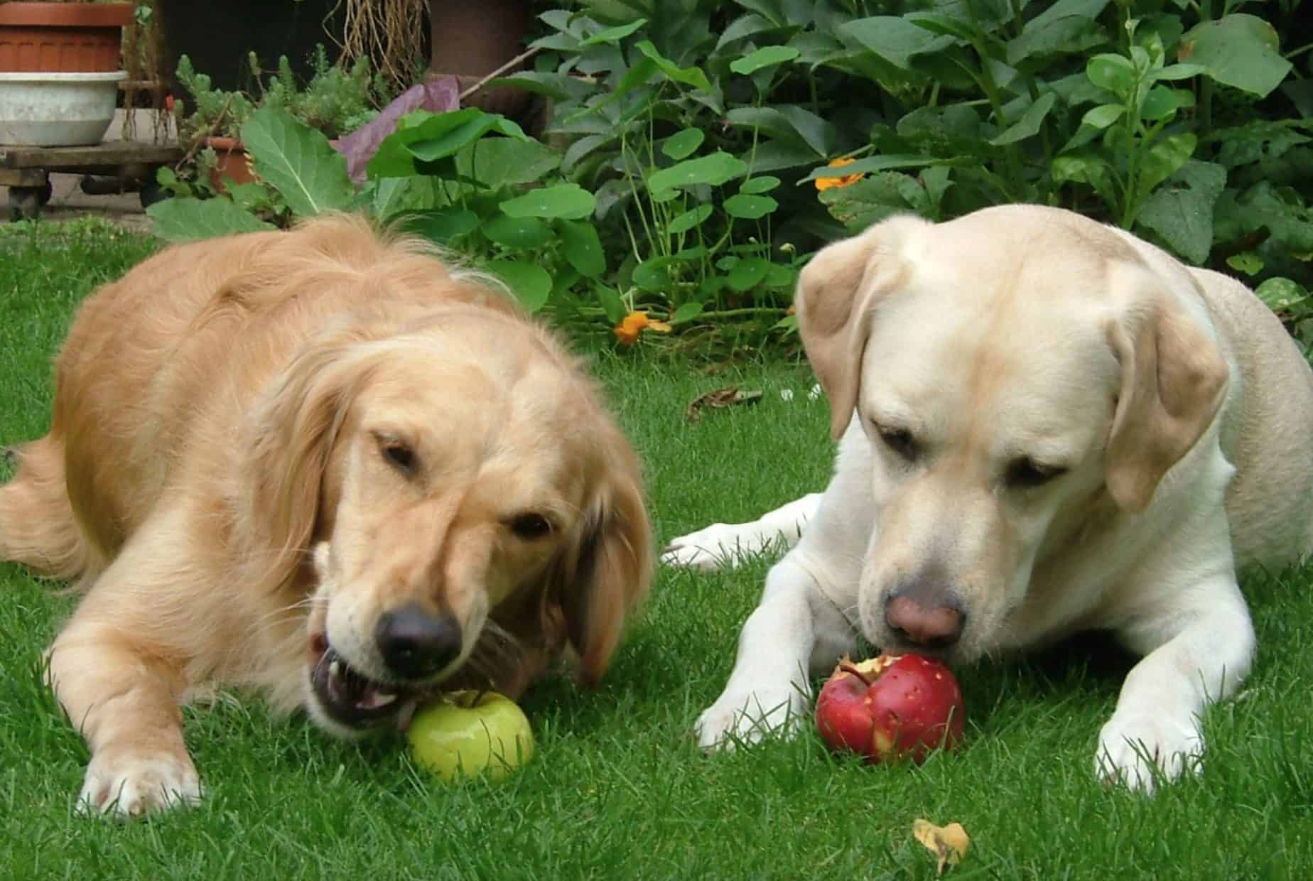Giving a few apples for dogs can provide them with many health benefits.