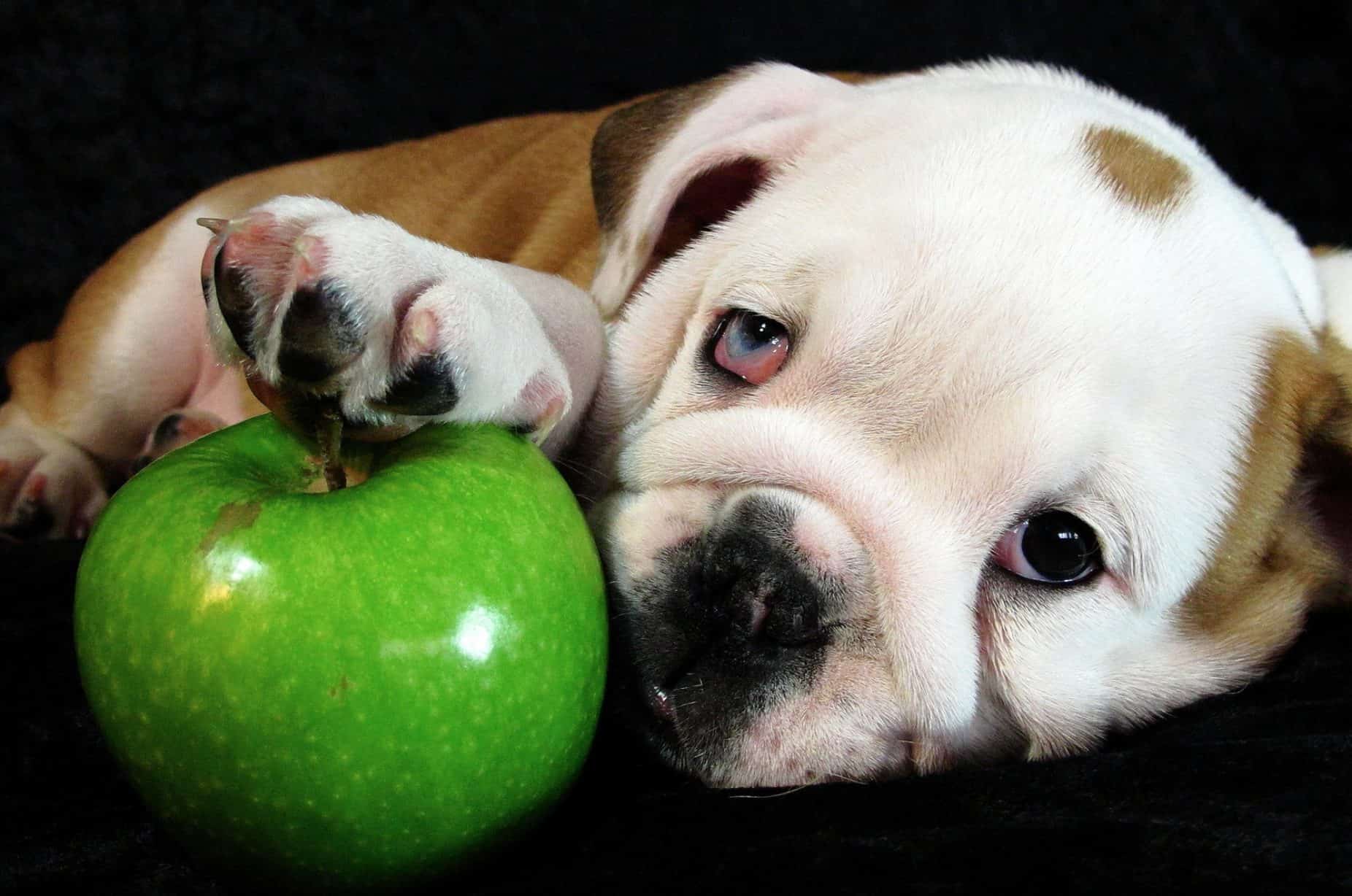 Dogs can eat apples if you remove the pit and stem first.