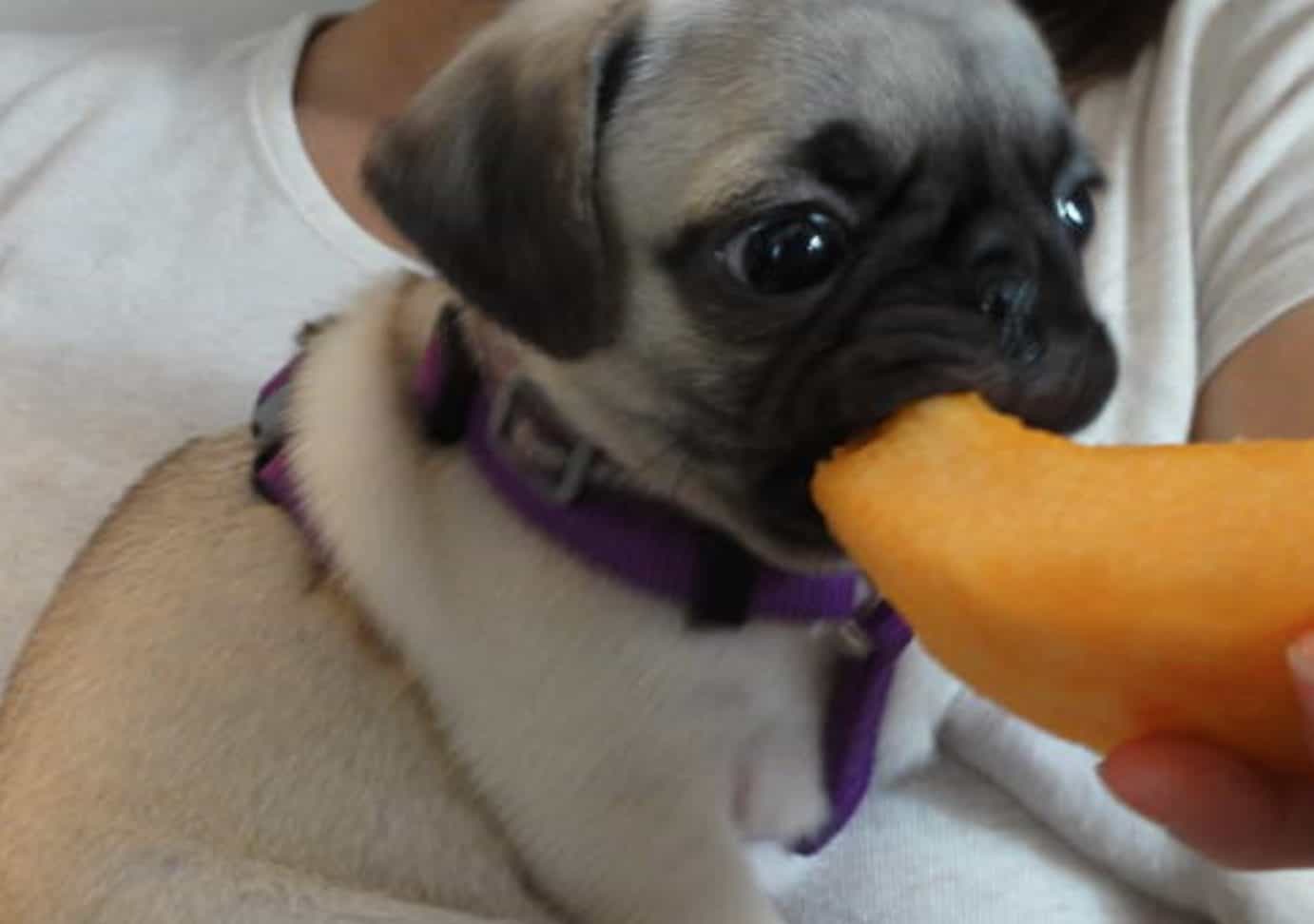 Dogs can eat cantaloupes, but the fruit needs to be prepared properly first.