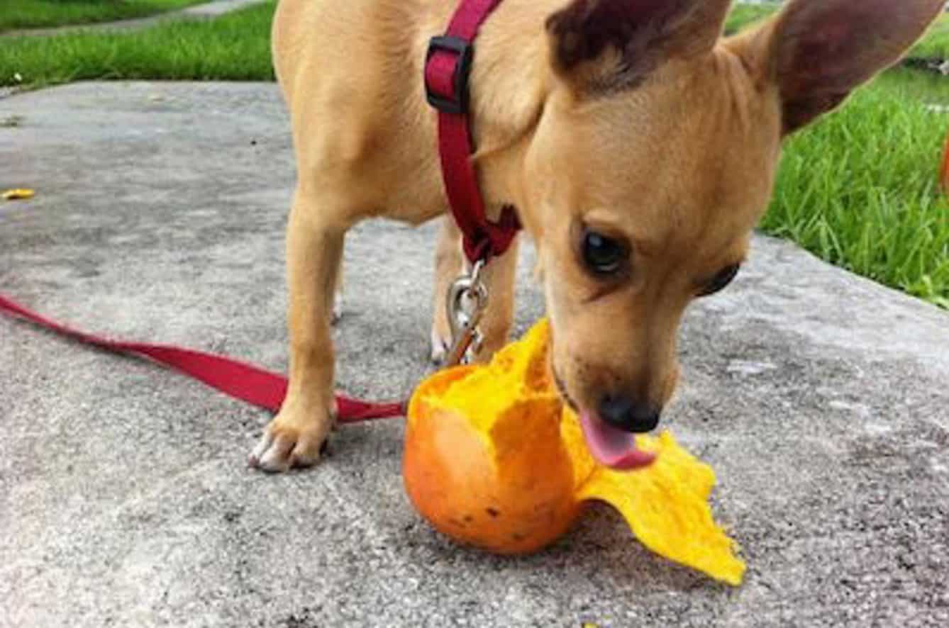 Dogs can eat mango if served properly for them.