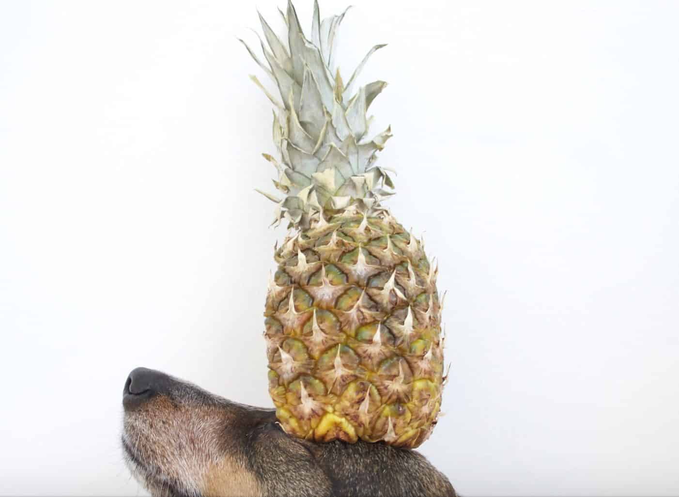 Dogs can eat pineapples only if they are prepared properly for them to consume.
