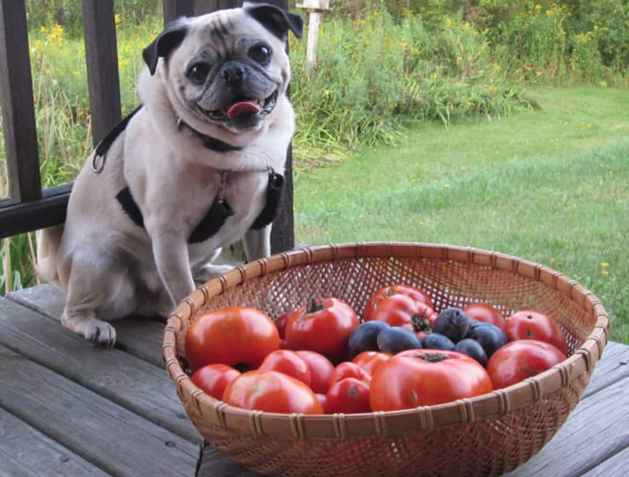 Dogs can eat tomatoes with the right preparation.
