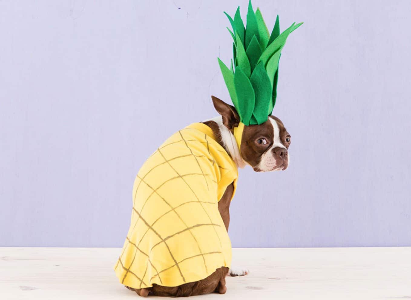 Pineapples have been known to treat several dog diseases and illnesses.