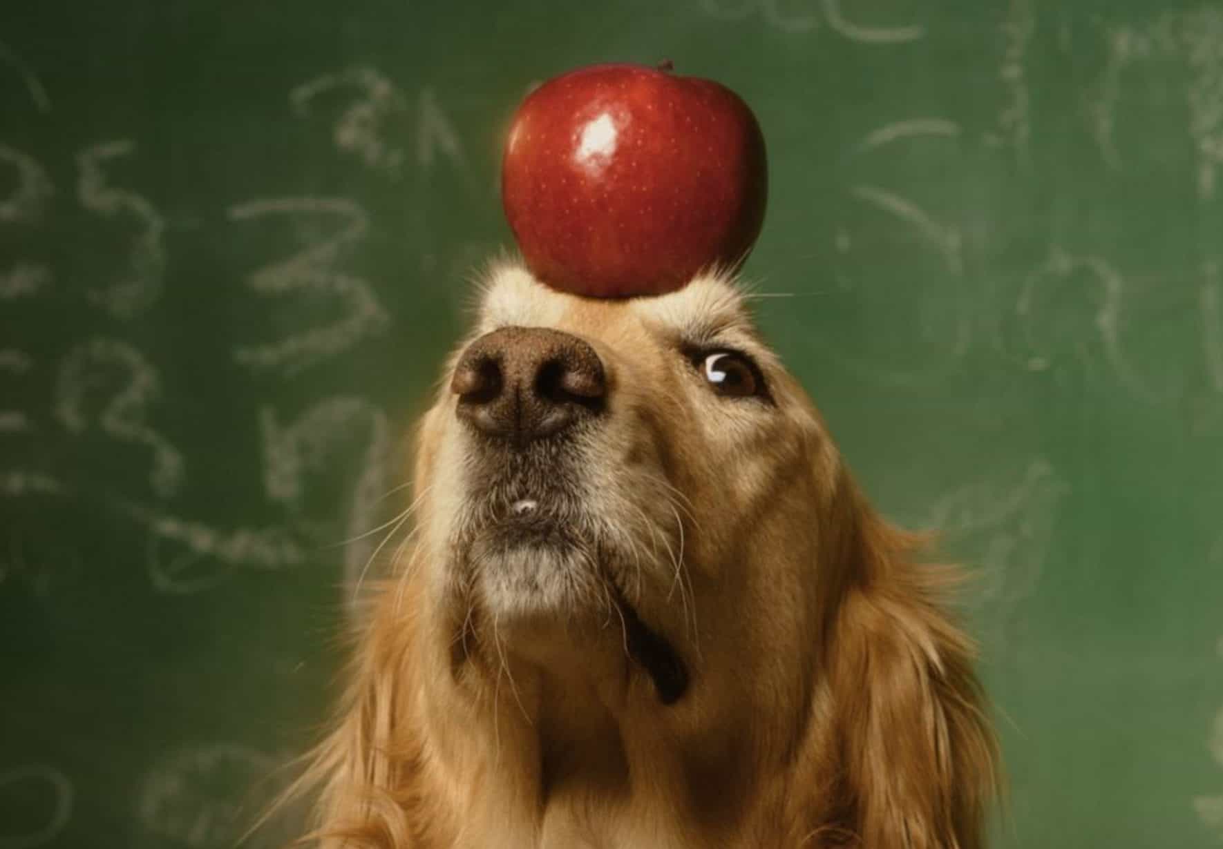 There are side effects that may occur with dogs and apples.