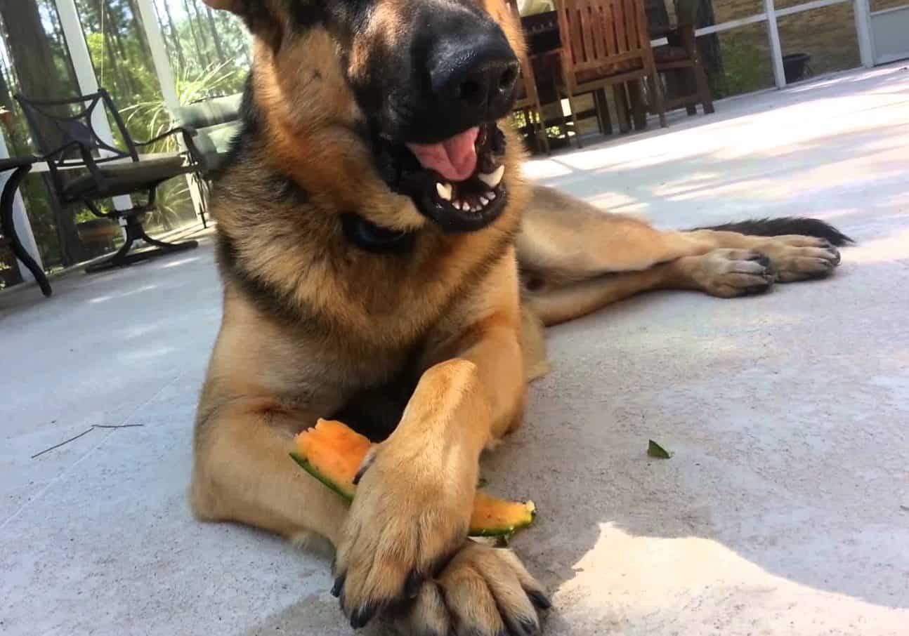 There are a lot of potential side effects if dogs eat cantaloupes.