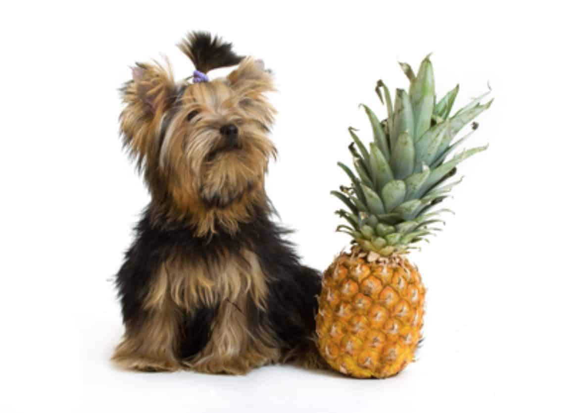 Mixing dogs and pineapples can lead to certain risks and potential side effects.