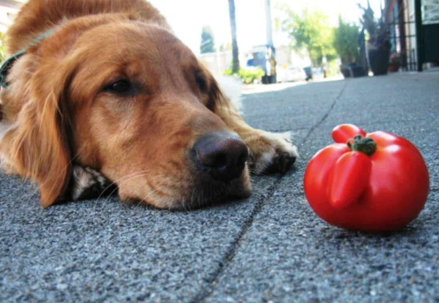 Tomatoes can provide great benefits for your dogs, but can come with potential side effects and risks.