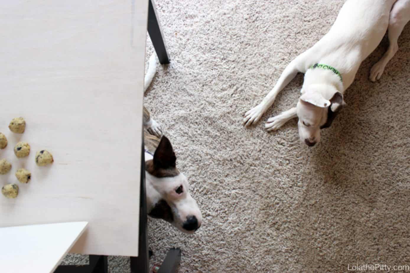 Dogs can eat blueberry dog treats as well as the fresh blueberries.
