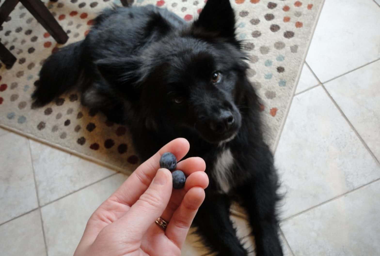 Can dogs eat blueberries? Yes they can, but only in moderation.