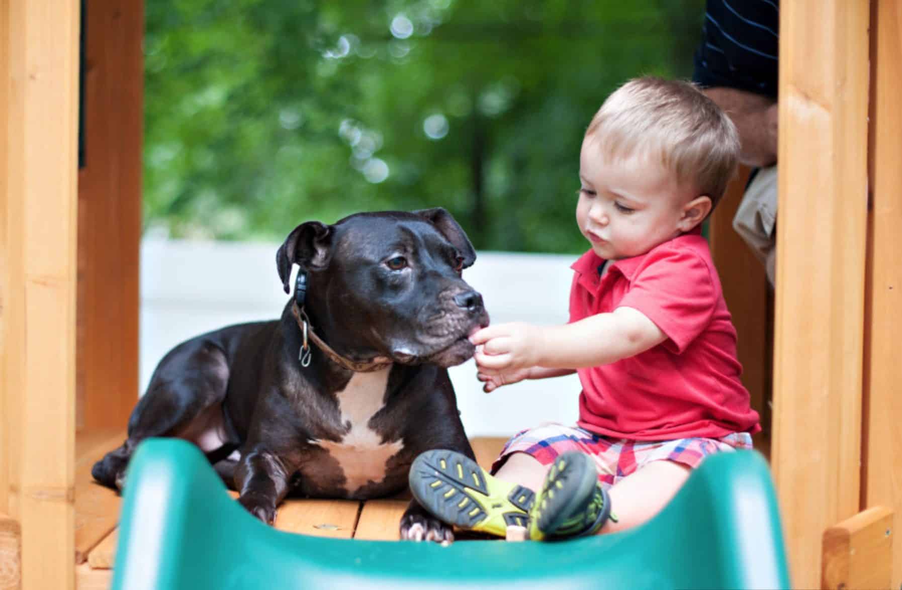 Investigating the question: can dogs eat cherries?