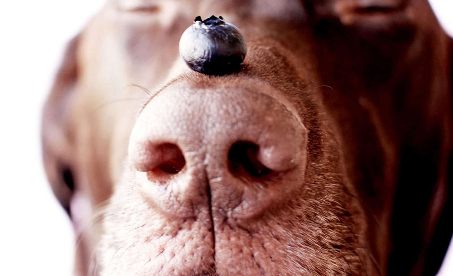 Dogs can benefit from the nutrients of cherries by eating them.