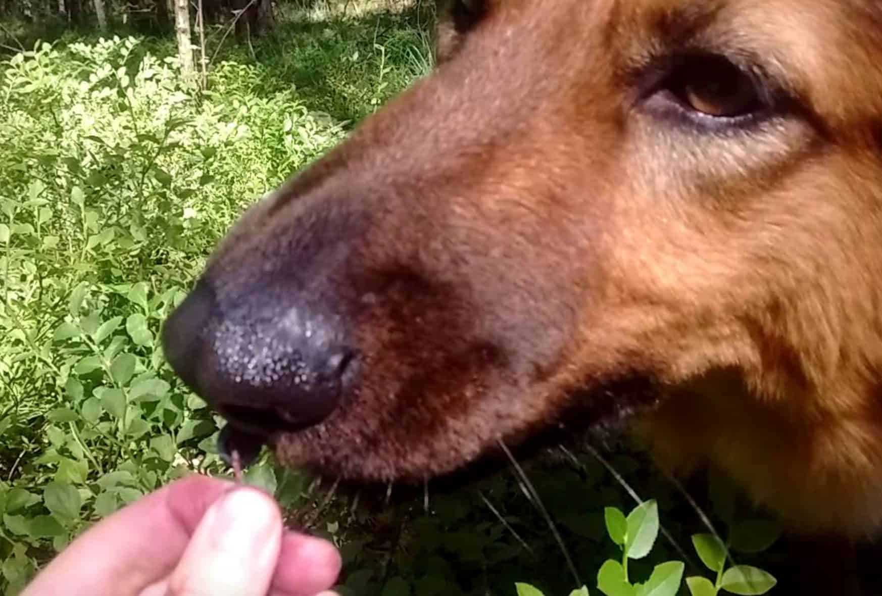 You can feed blueberries to your dogs with minimal preparation.