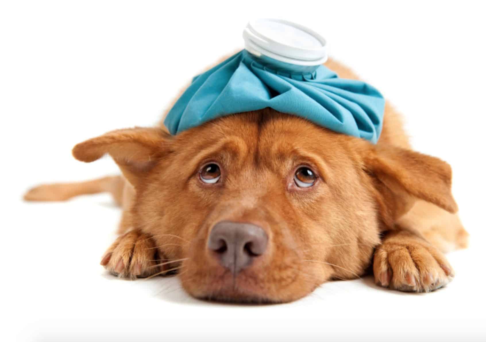 If your dog ate some grapes, follow these steps immediately.