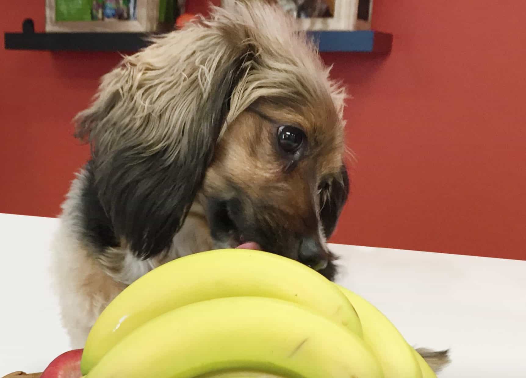 Bananas are safe for dogs to eat, but they may come with a few potential side effects.