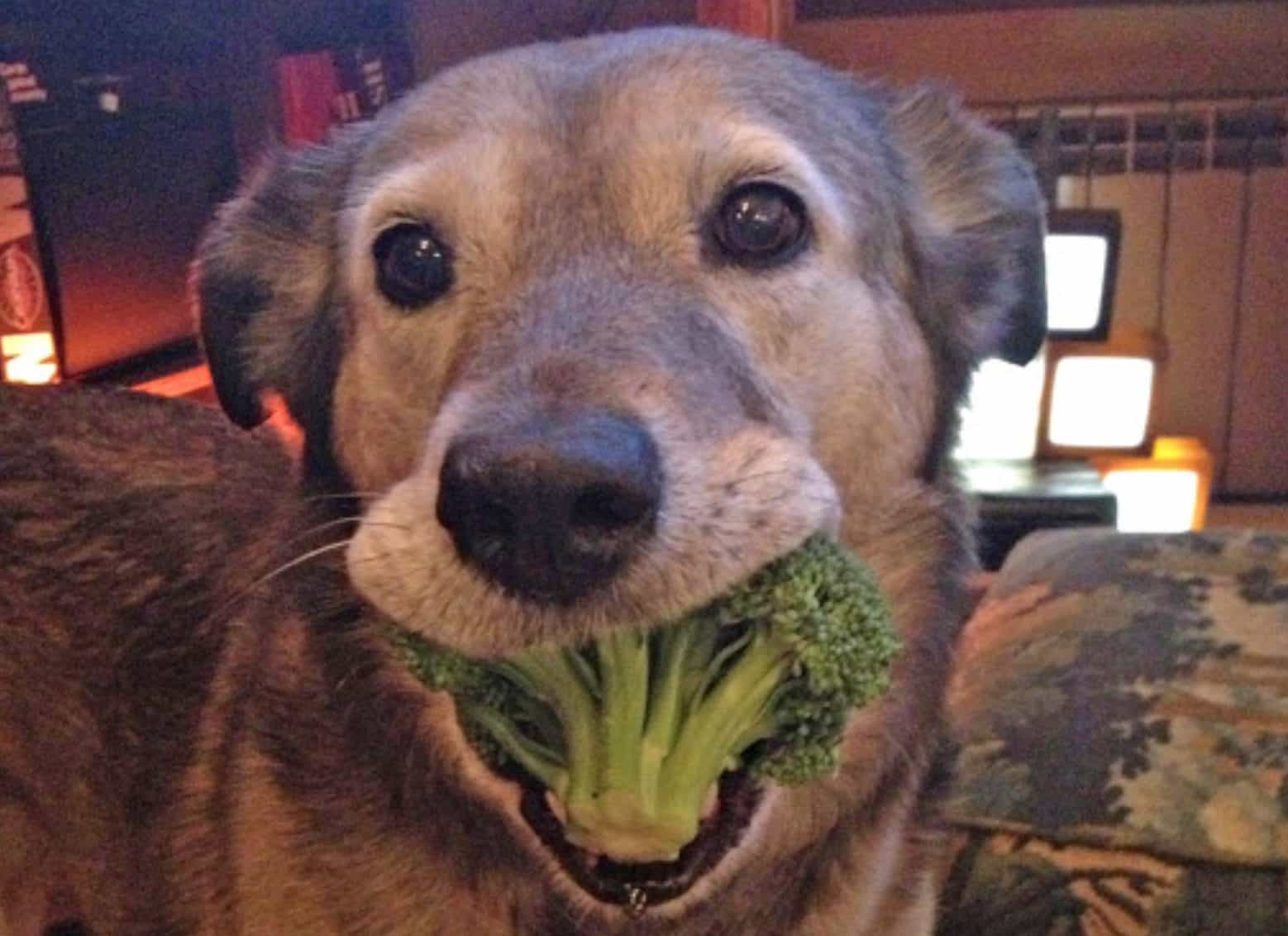 can dogs eat broccoli or are they harmful to dogs?