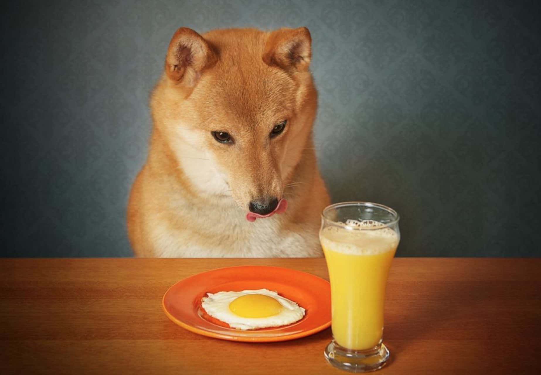 Can dogs eat eggs? And, are eggs safe for dogs?
