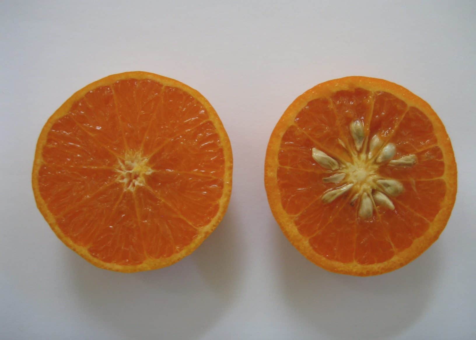 Dogs can not eat orange seeds because it could block their intestinal tracts.