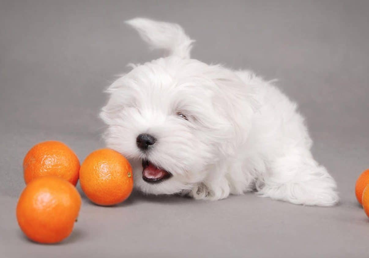Can dogs eat oranges? Yes, dogs can safely eat oranges in moderation.