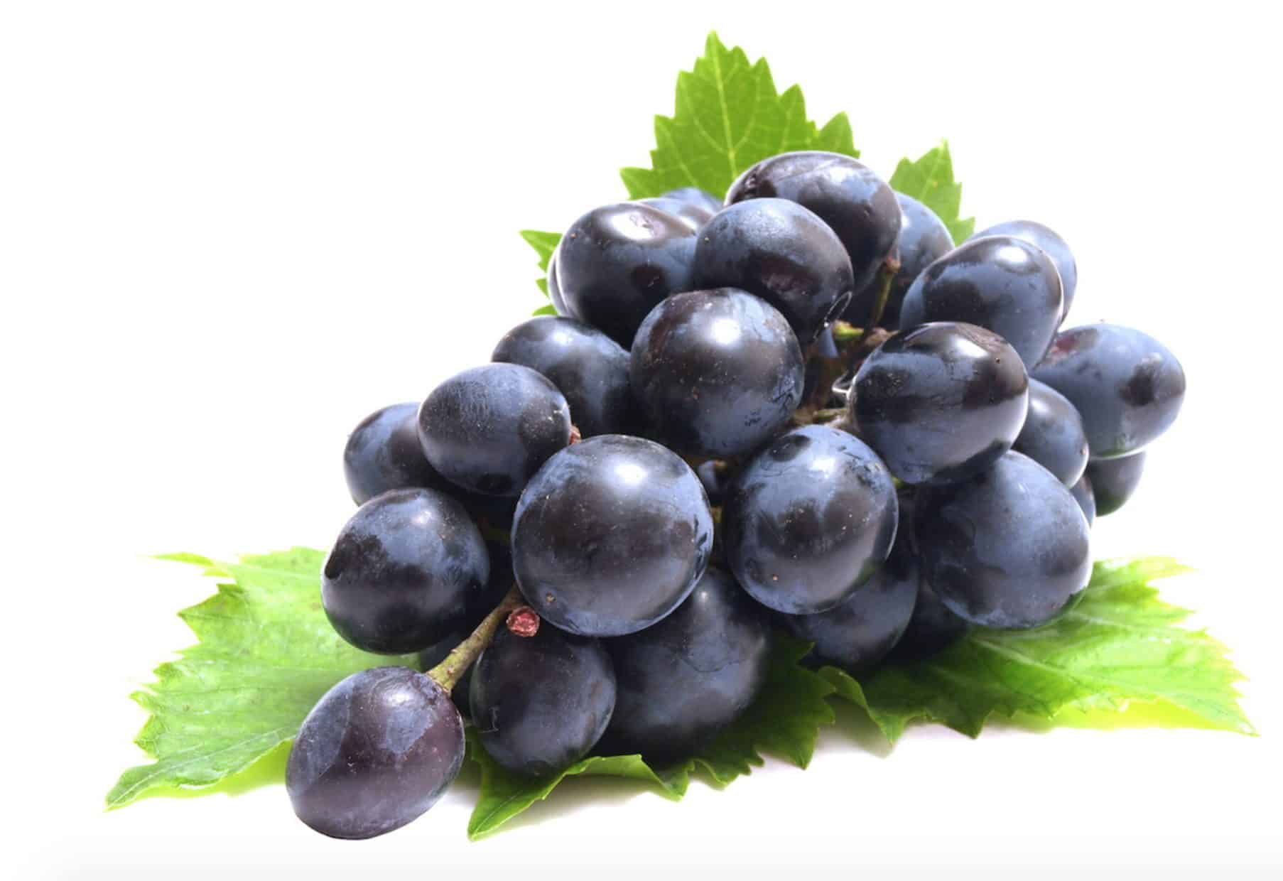 Can puppies eat grapes? No, puppies should not eat grapes at all.