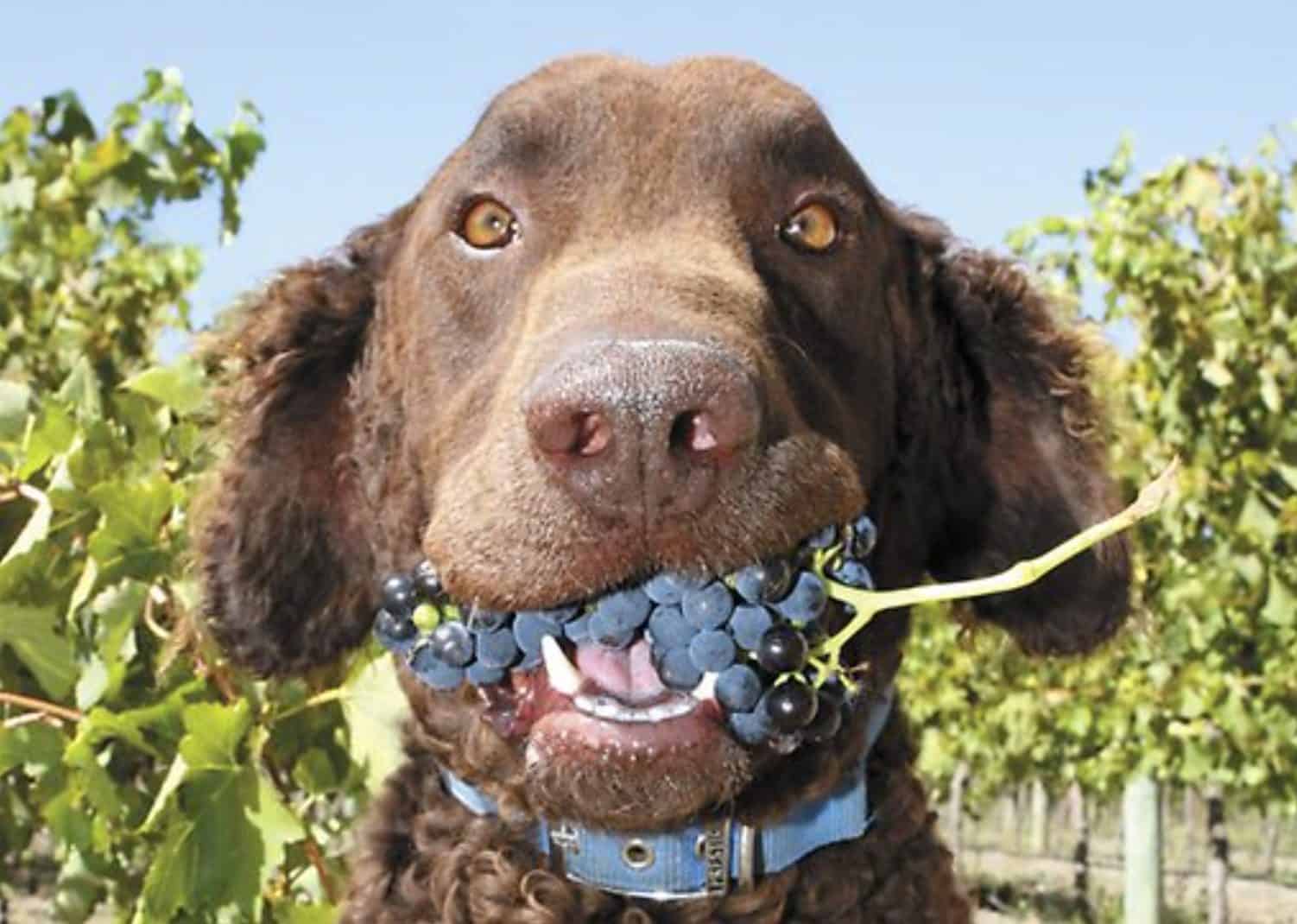 Grapes are extremely toxic to dogs and should never be consumed by dogs.