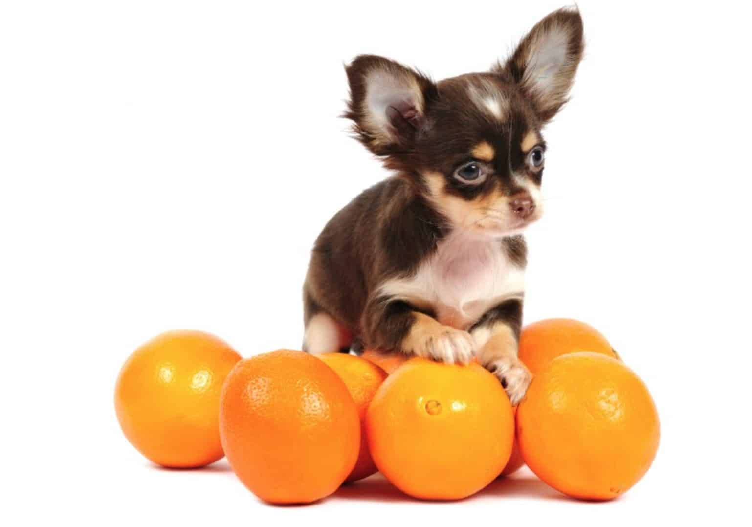 The main health benefit of dogs eating oranges is the Vitamin C.