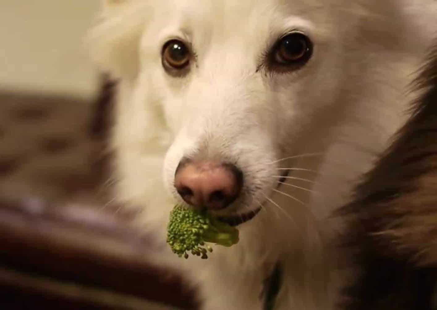 Dogs can only eat broccoli if you prepare the vegetable properly for them.