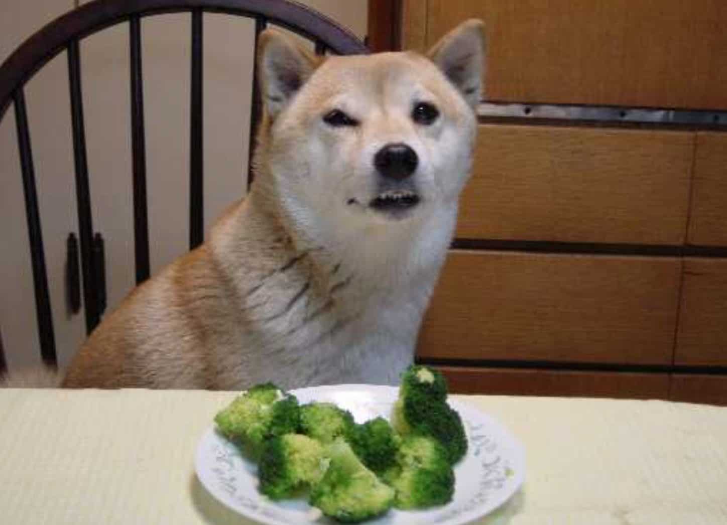 There may be several risks and side effects if your dog eats too much broccoli.