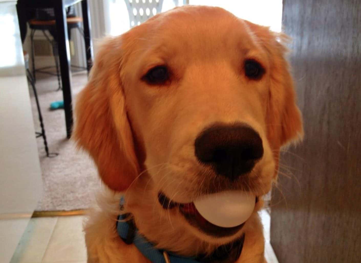 Feeding dogs eggs has its own risks. Certain Side effects may occur in your dog.