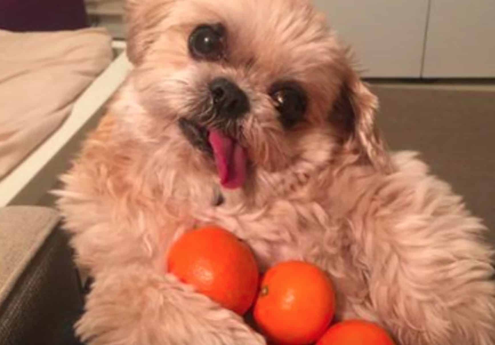 There are certain side effects you must know if your dog is eating oranges.