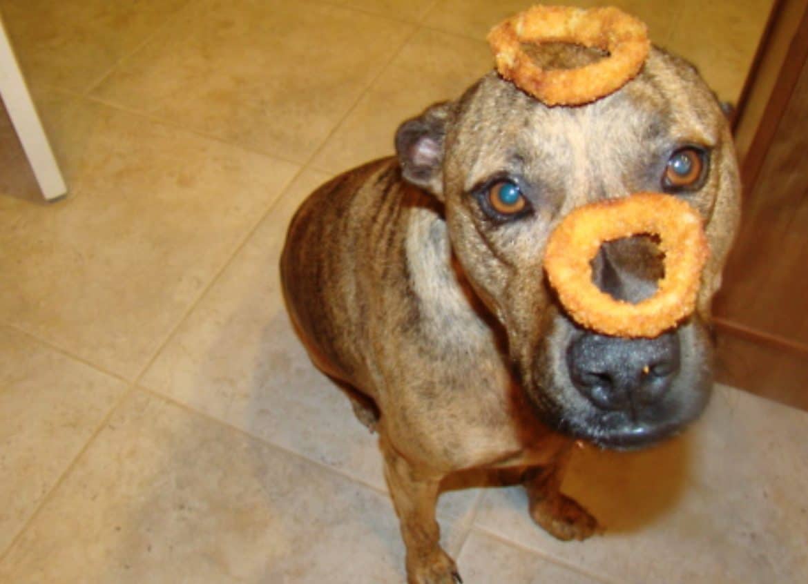 Can dogs eat onion rings? No, onion rings are just as bad for dogs.