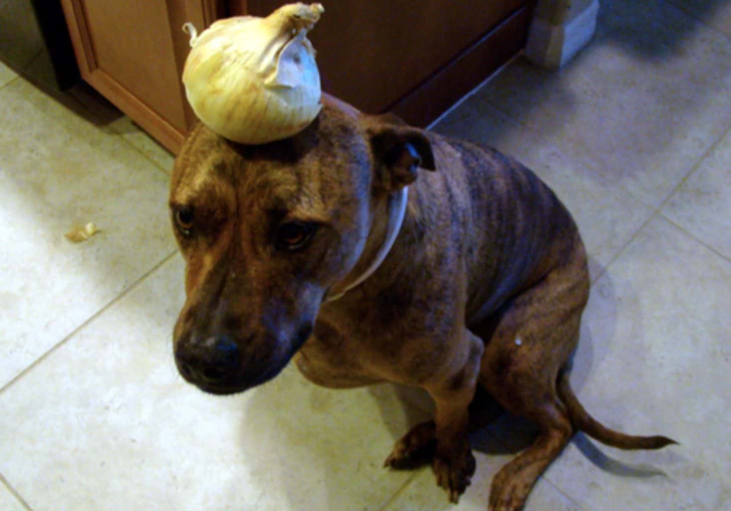 Can dogs eat onions? No they cannot eat onions because the vegetable contains a toxin harmful to dogs.