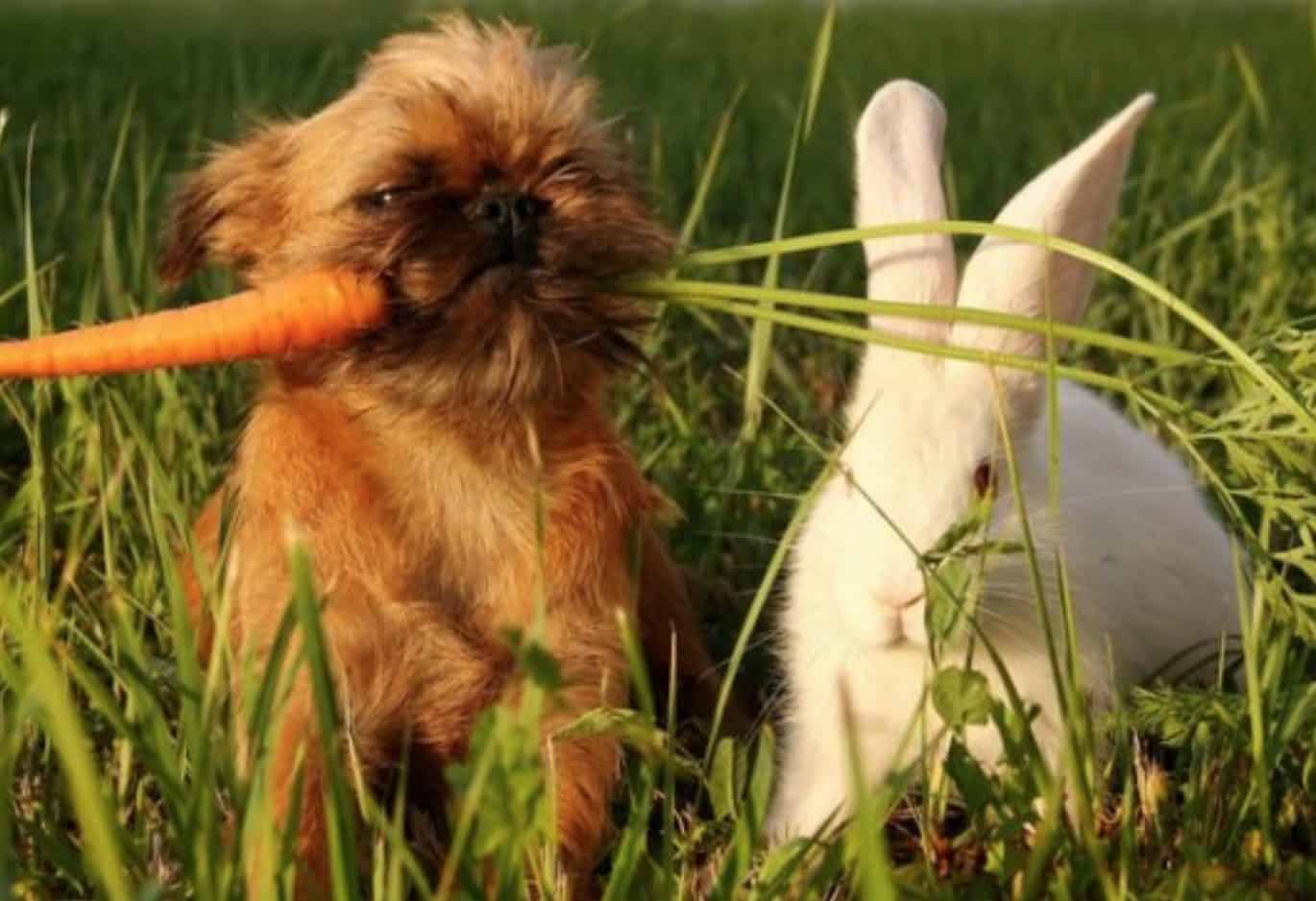 Dogs can only eat carrots when they are properly washed and shredded.