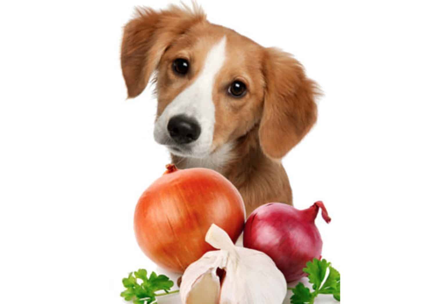 There are tons of risks and side effects that may occur if your dog eats enough onions.
