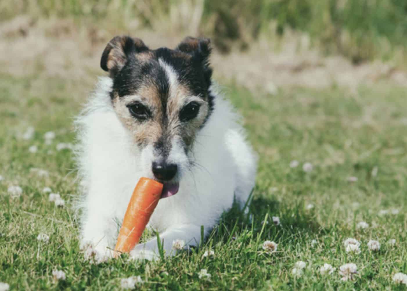 Like with all vegetables, dogs may experience side effects and risks after eating carrots.