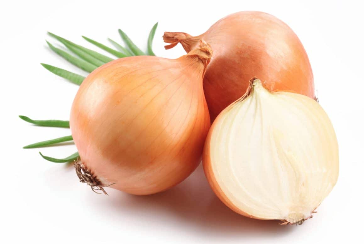 Dogs can't eat onions because they contain Thiosulfate, which can't be digested by dogs.