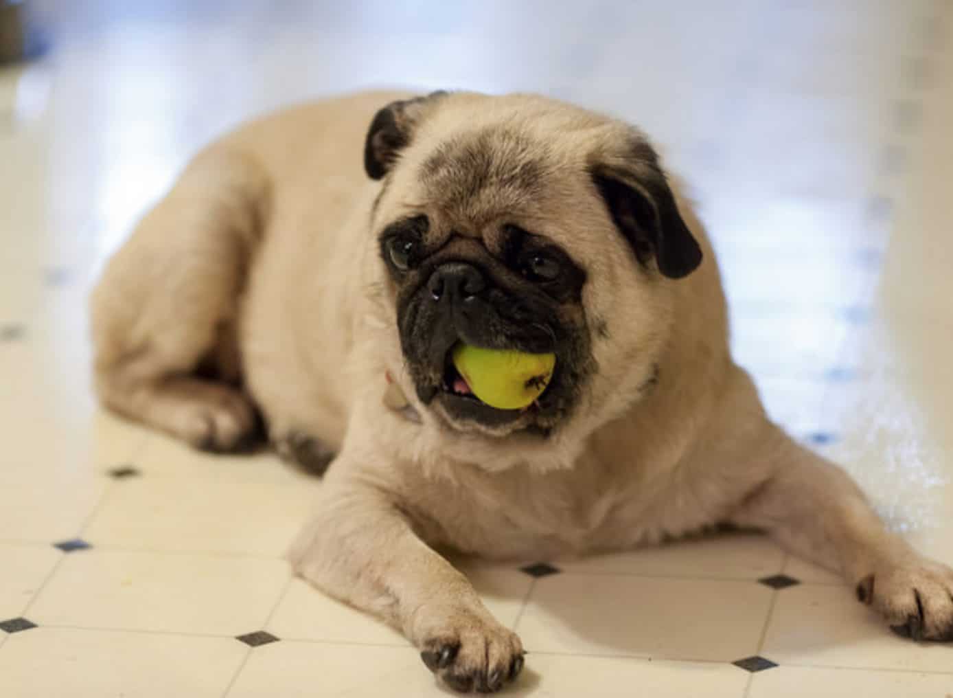 There are risks and side effects when dogs eat too many pears.