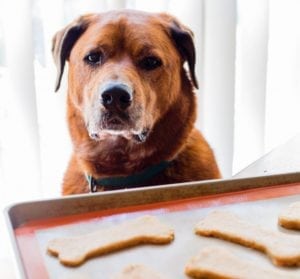 Carrot dog treats can help your dog eat more carrots.
