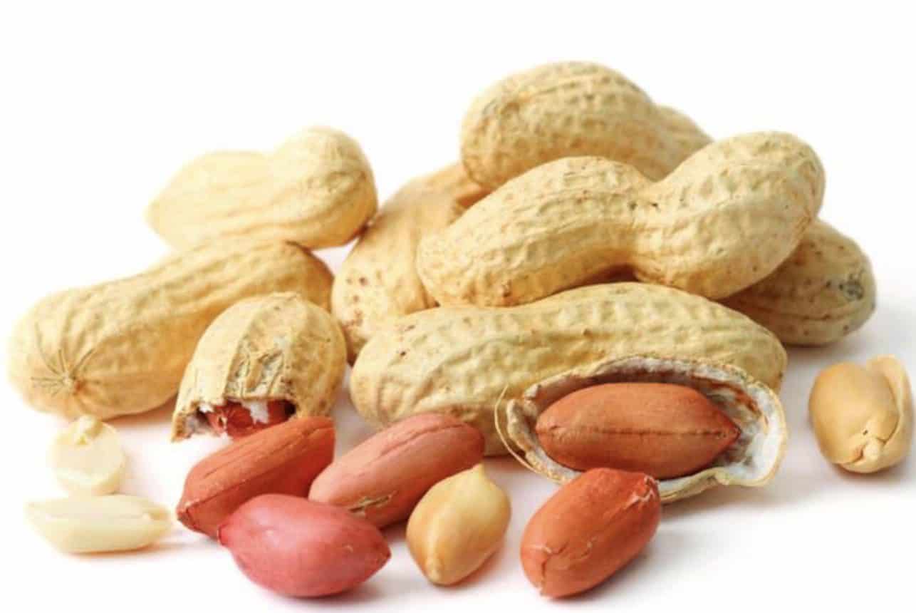 Dogs eating peanuts can reap the many health benefits of peanuts.